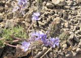 Veronica multifida