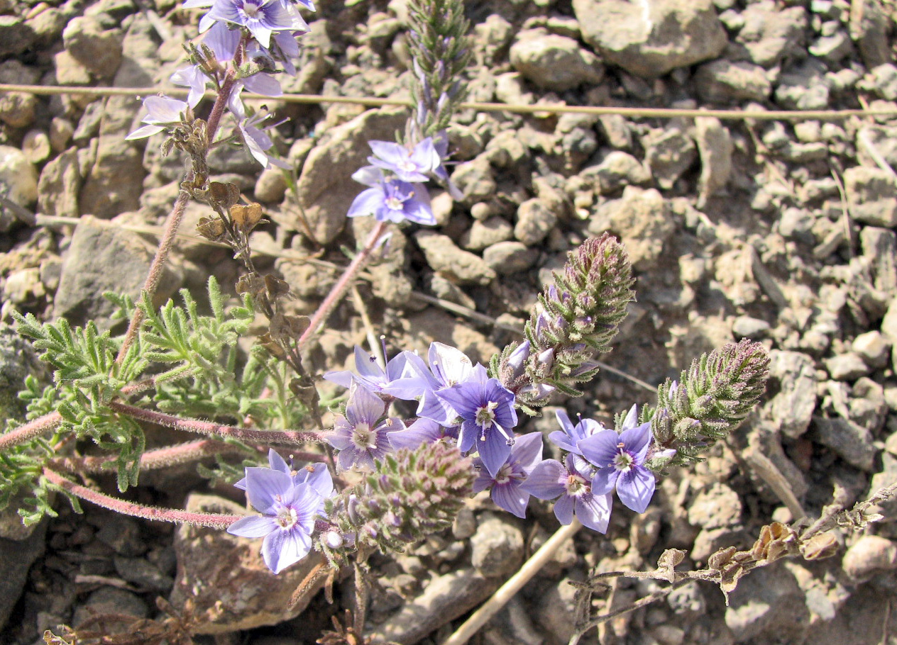 Изображение особи Veronica multifida.