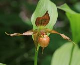 Cypripedium shanxiense