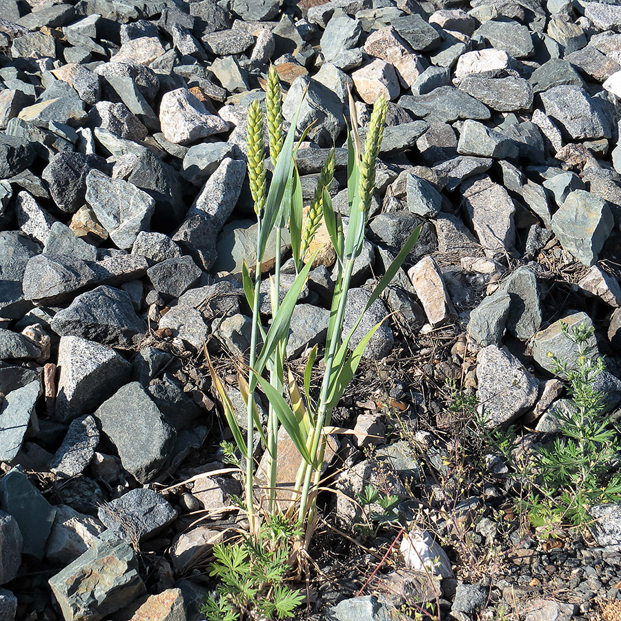 Image of Triticum aestivum specimen.