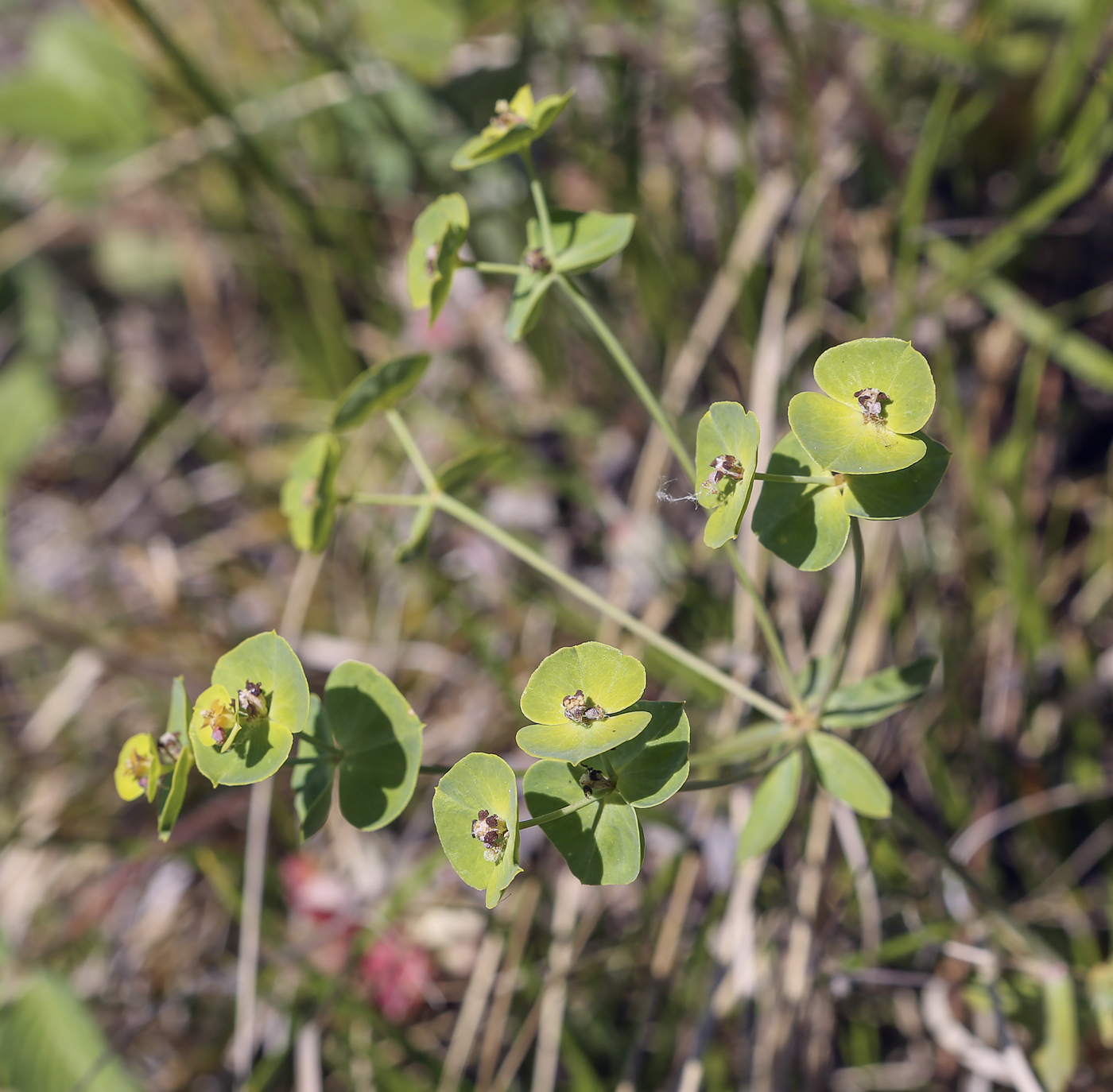 Изображение особи Euphorbia gmelinii.