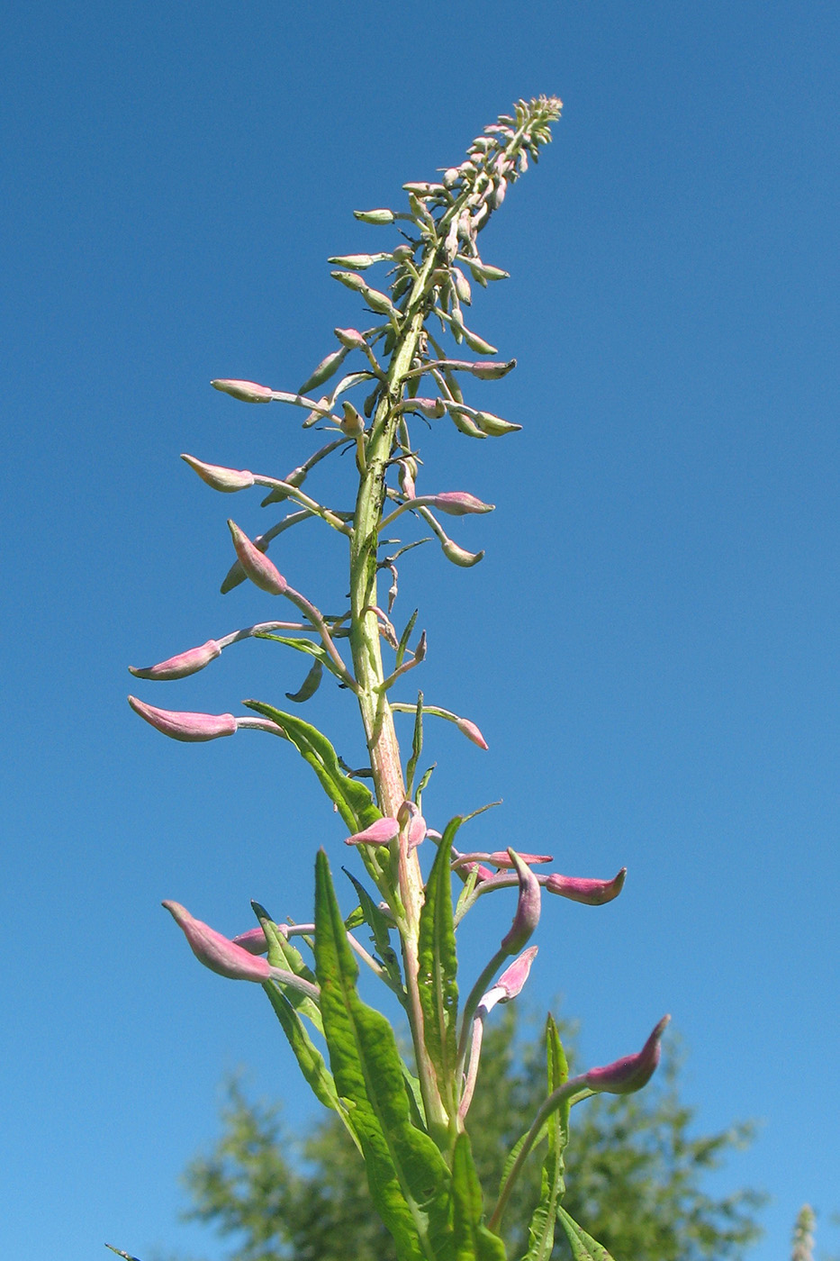 Image of Chamaenerion angustifolium specimen.