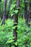 Dioscorea nipponica. Часть цветущего растения, обвивающего ствол Quercus mongolica. Приморский край, Октябрьский р-н, окр. с. Заречное, гора Сенькина Шапка, в дубовом лесу. 27.06.2021.