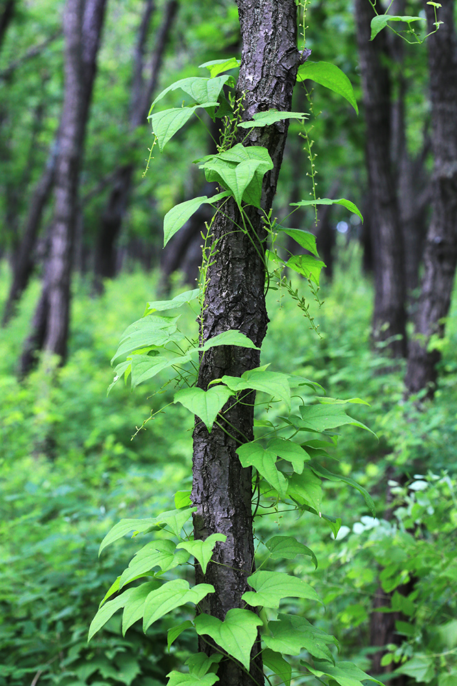 Изображение особи Dioscorea nipponica.