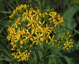 Senecio schwetzowii