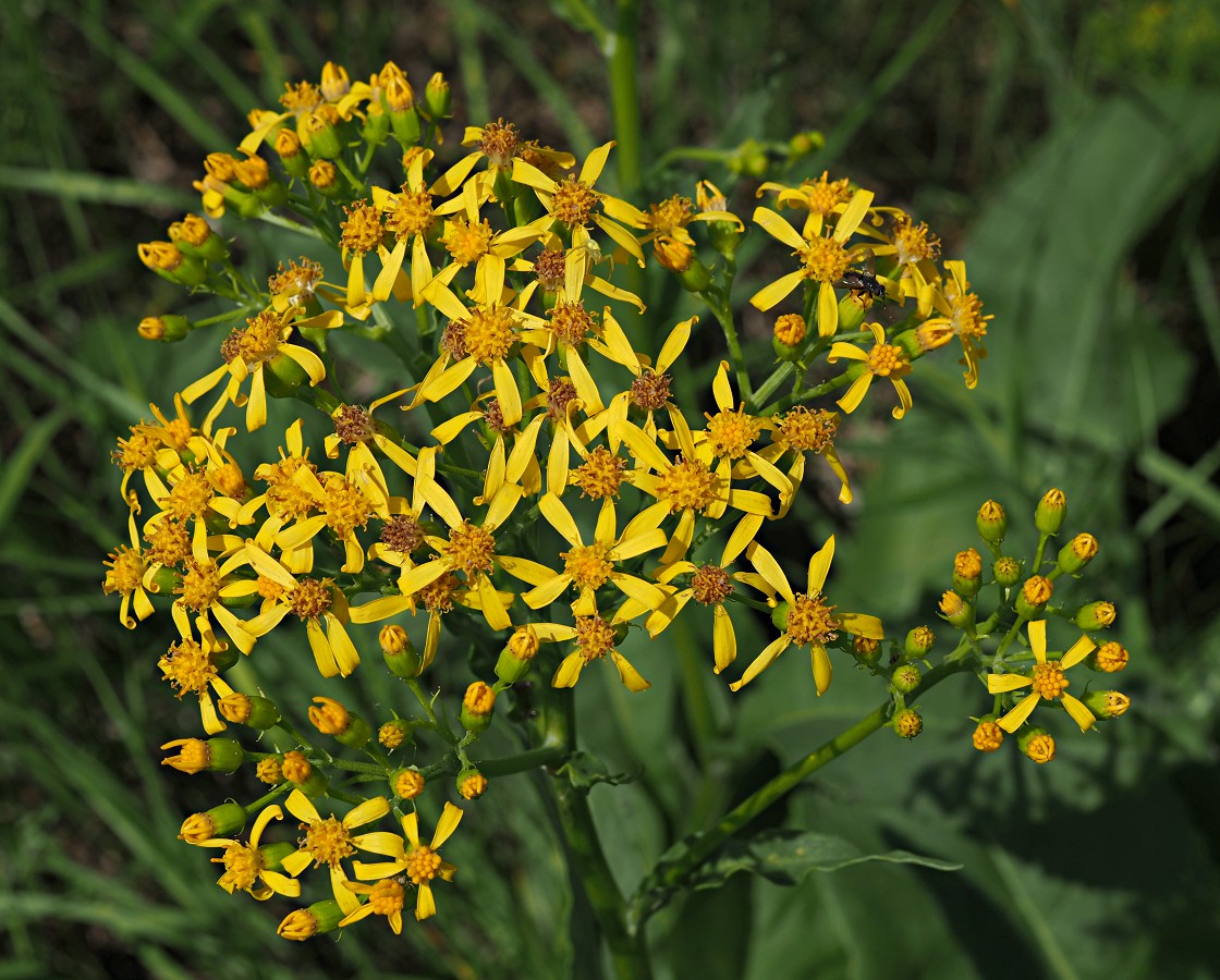 Изображение особи Senecio schwetzowii.