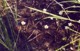 Ranunculus rionii