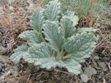 Phlomoides sewerzovii