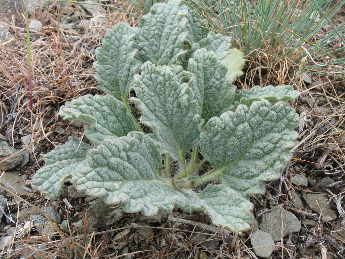 Изображение особи Phlomoides sewerzovii.