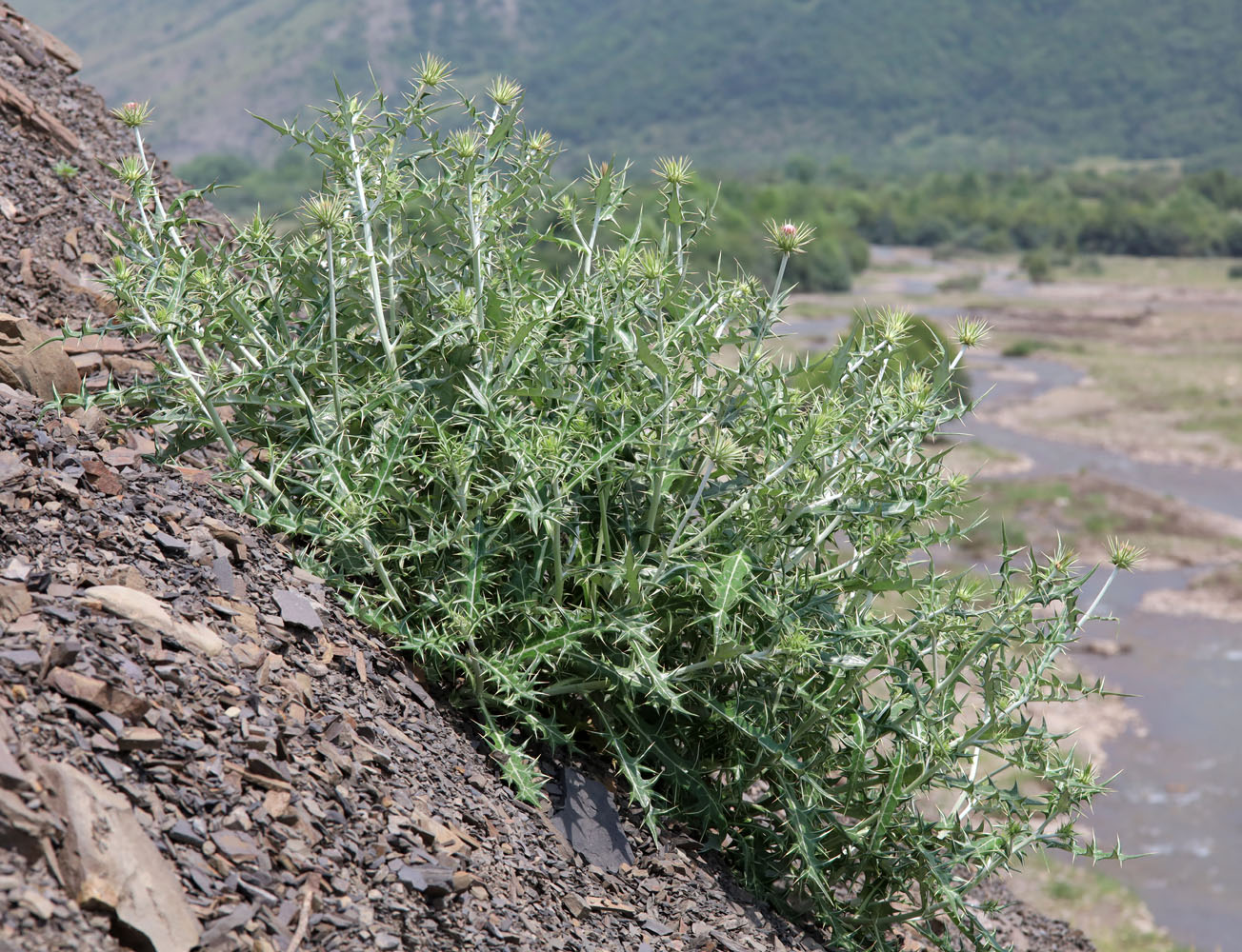 Изображение особи Lamyropsis sinuata.