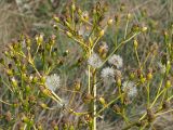 Senecio schwetzowii