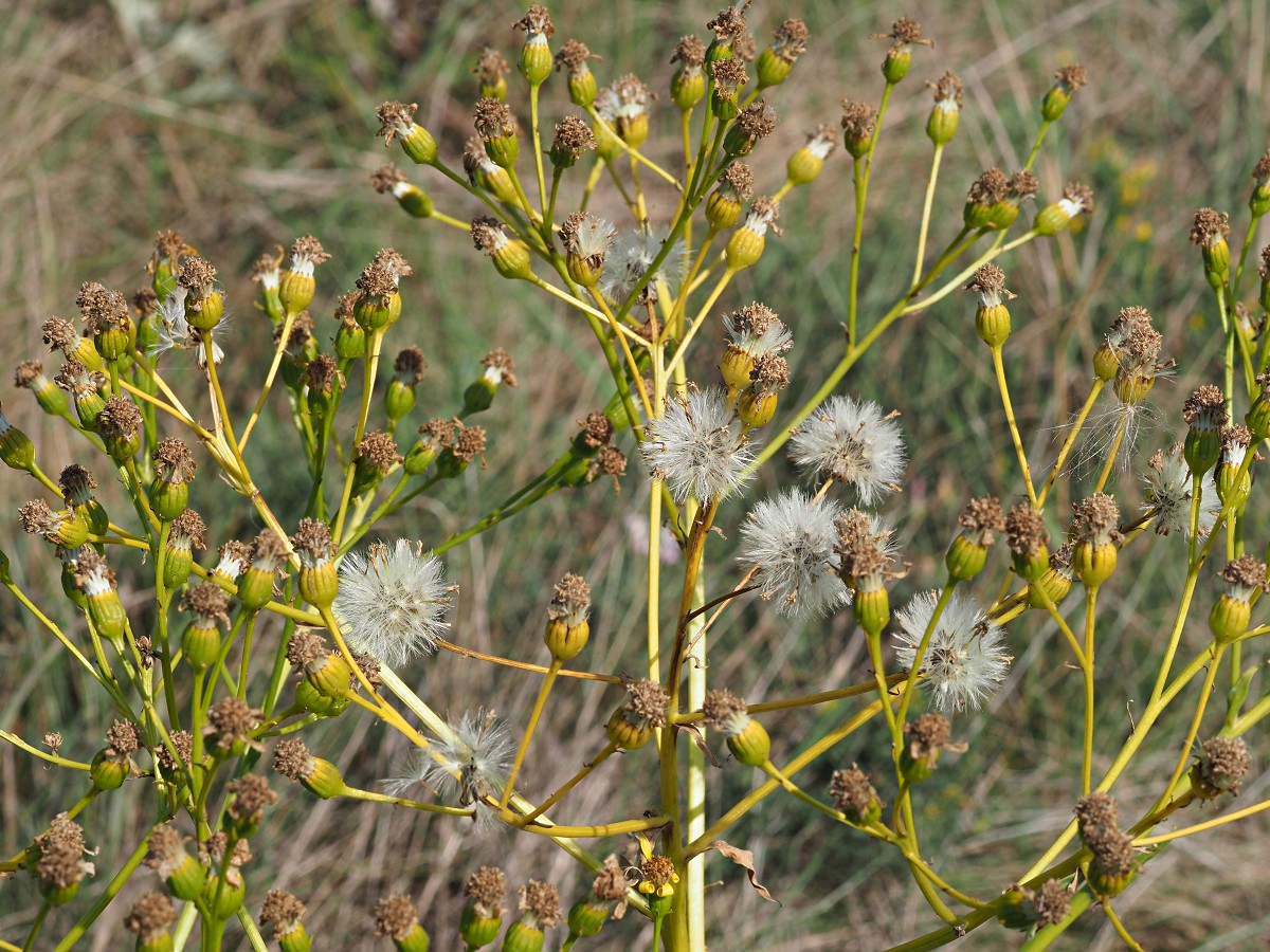 Image of Senecio schwetzowii specimen.