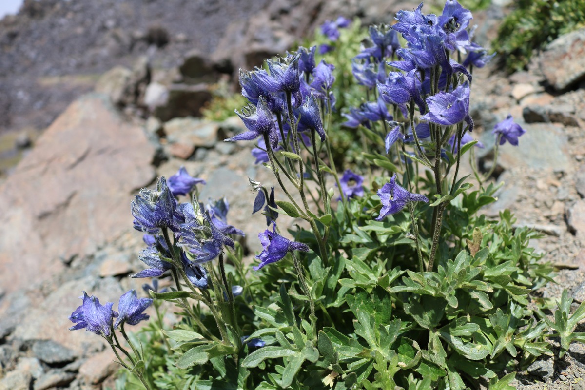 Image of Delphinium foetidum specimen.