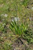 Allium nutans