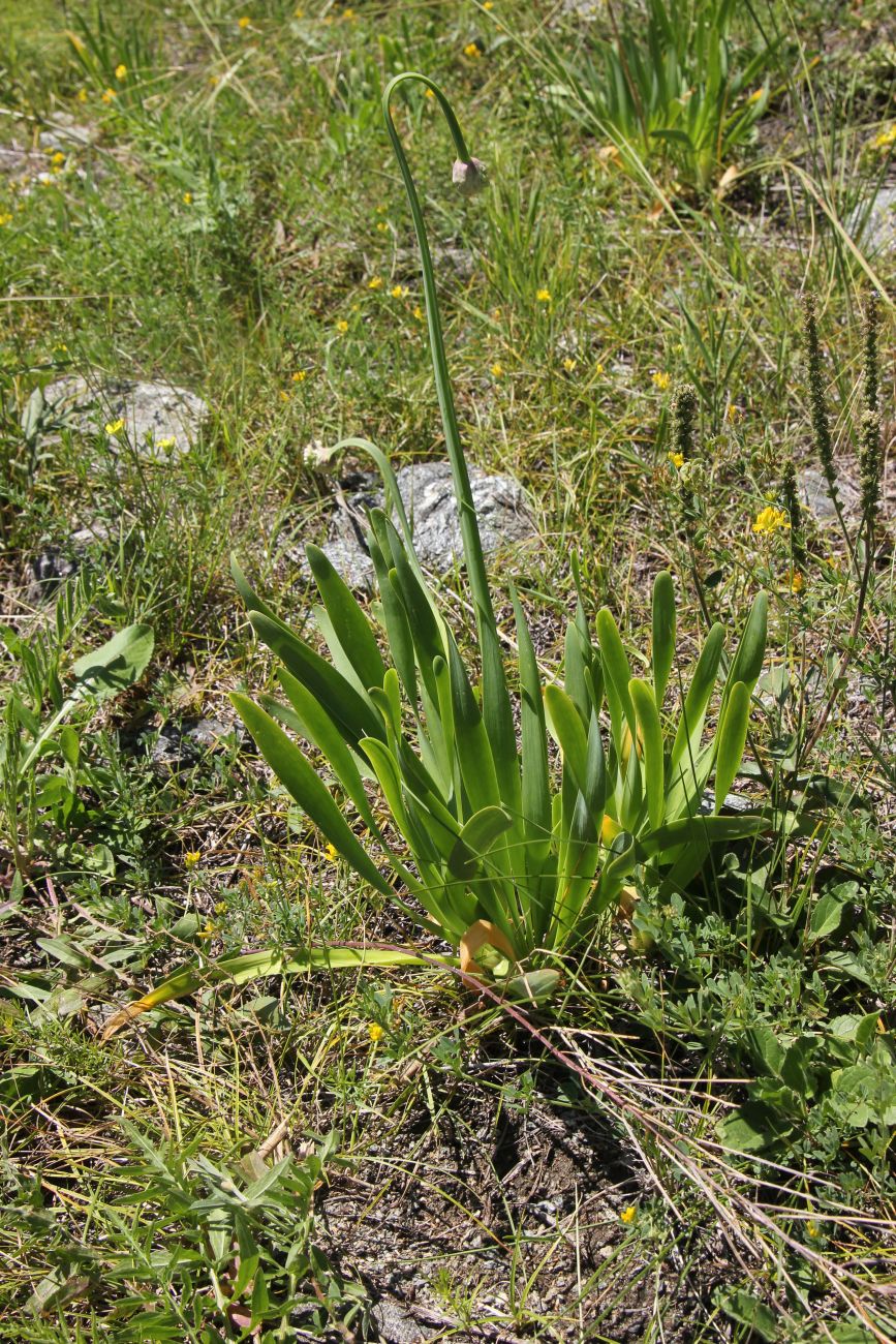 Image of Allium nutans specimen.