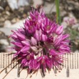 Allium psebaicum. Соцветие. Краснодарский край, Мостовской р-н, окр. пгт Псебай, хр. Герпегем, обнажение гипса на склоне горы. 19.08.2021.