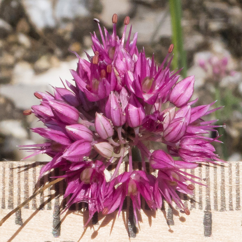 Image of Allium psebaicum specimen.