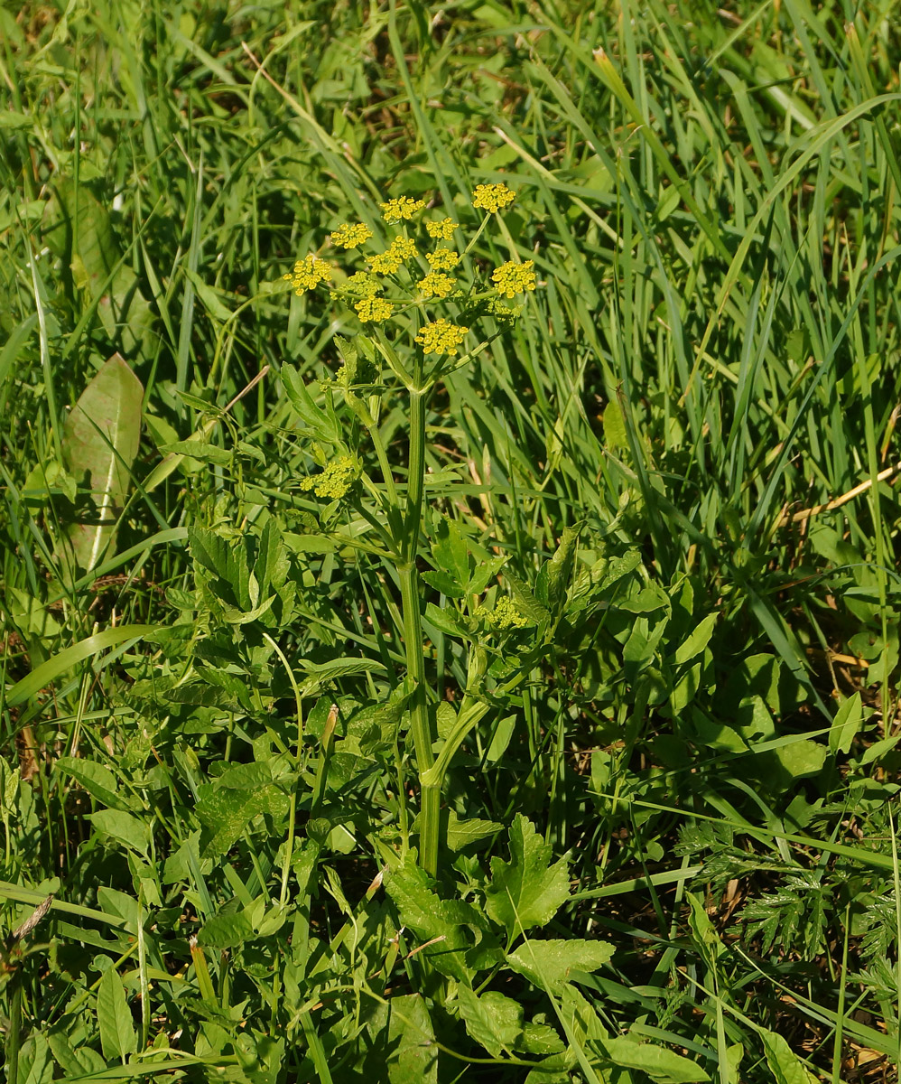 Image of Pastinaca sativa specimen.