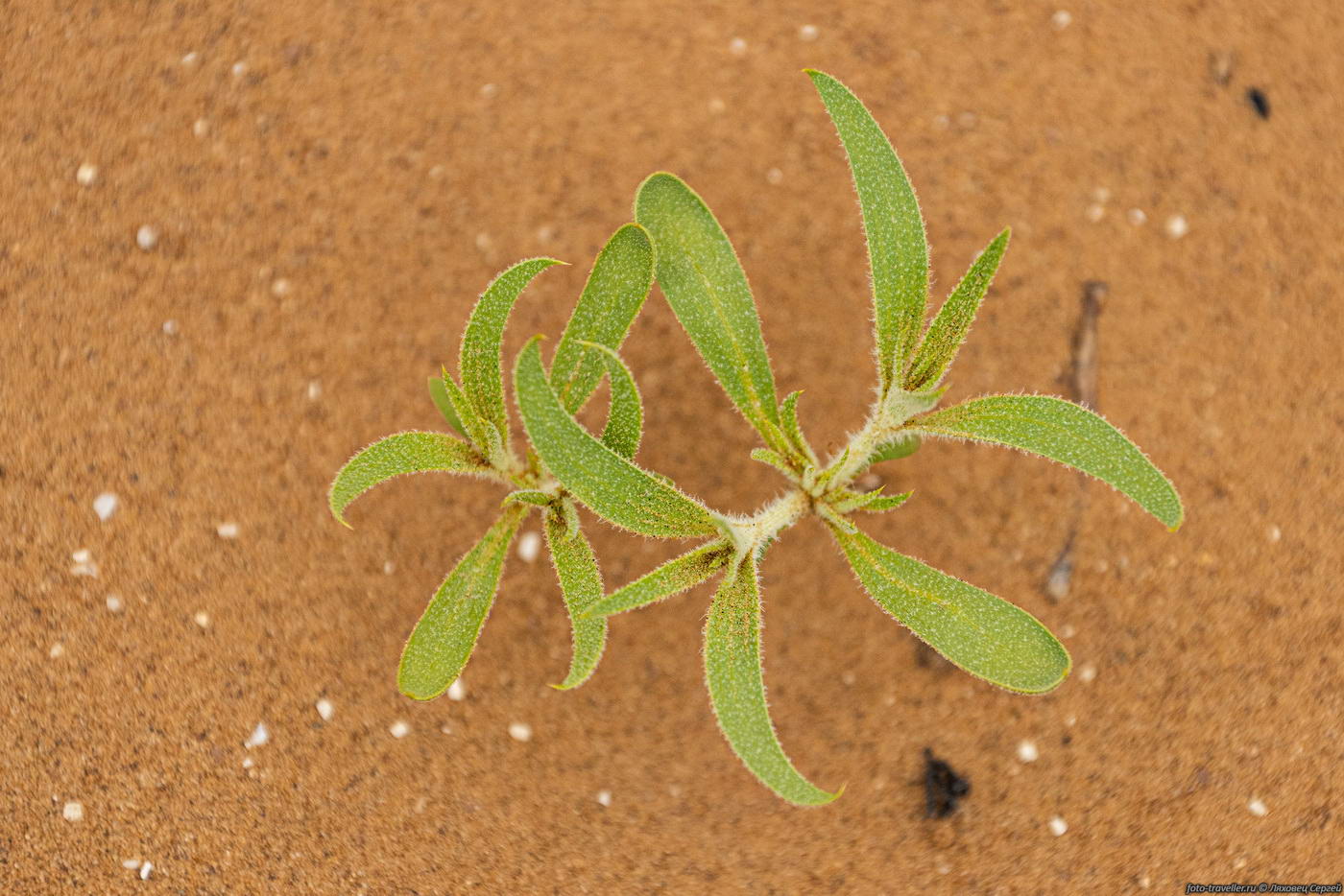 Image of class Magnoliopsida specimen.