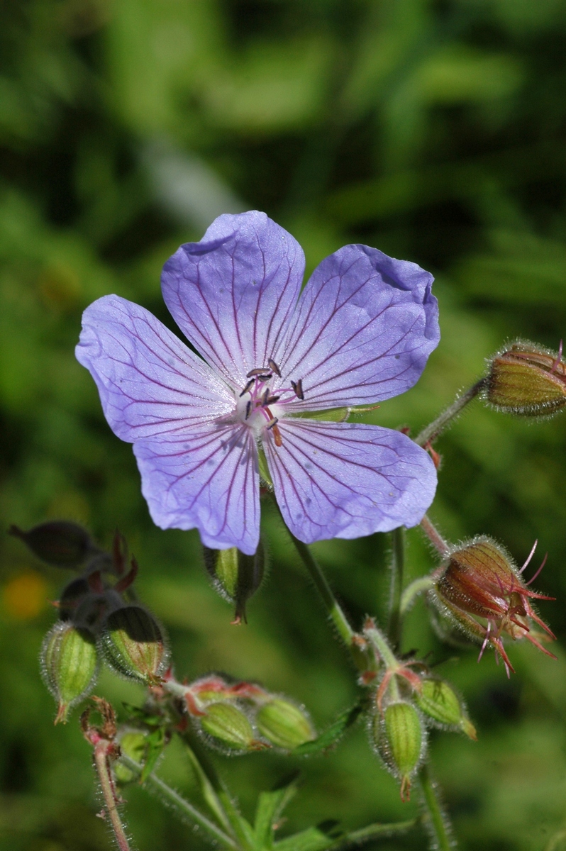 Image of Geranium pratense specimen.