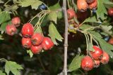 Crataegus turkestanica