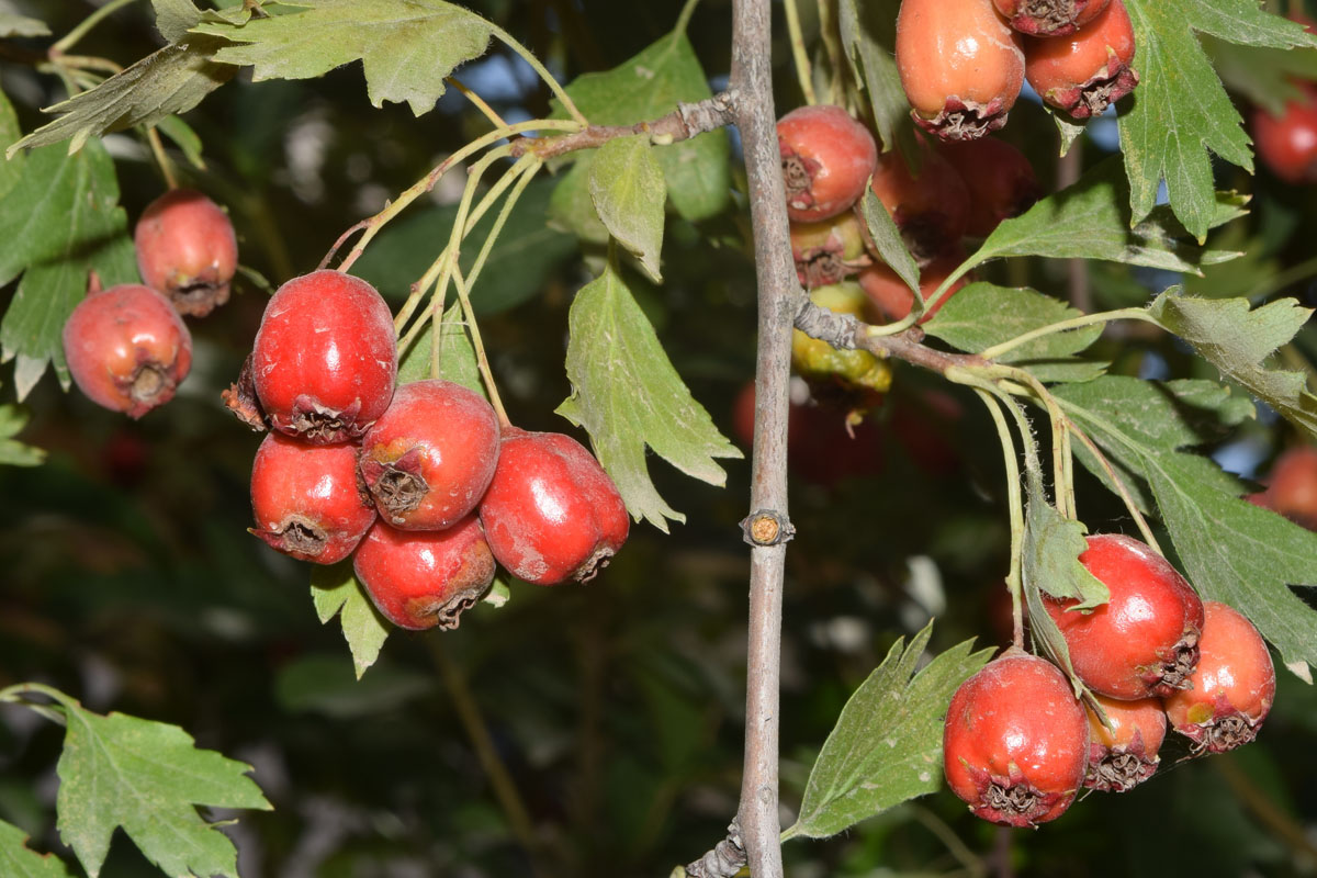 Image of Crataegus turkestanica specimen.