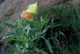 Oenothera macrocarpa