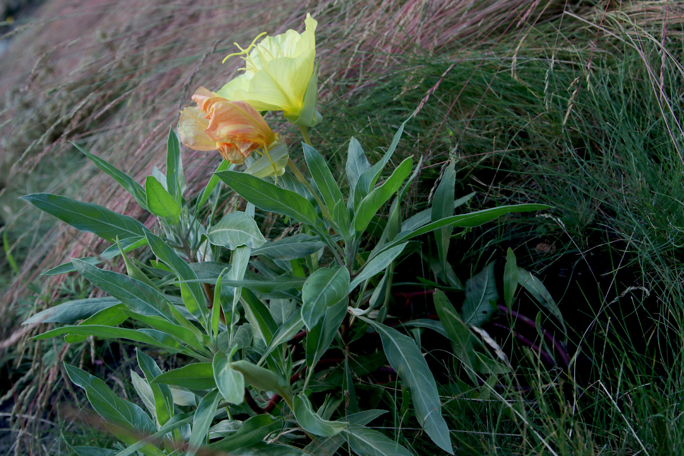 Изображение особи Oenothera macrocarpa.