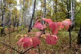 Viburnum opulus