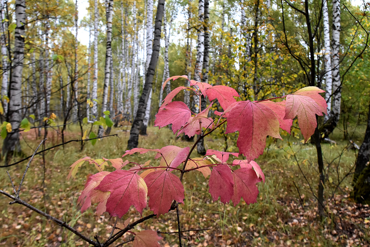 Image of Viburnum opulus specimen.