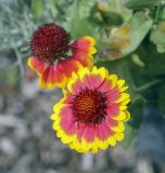 Gaillardia × grandiflora. Соцветие, cv. 'Yellow Red Ring'. Москва, БС МГУ, цветник. 01.09.2021.