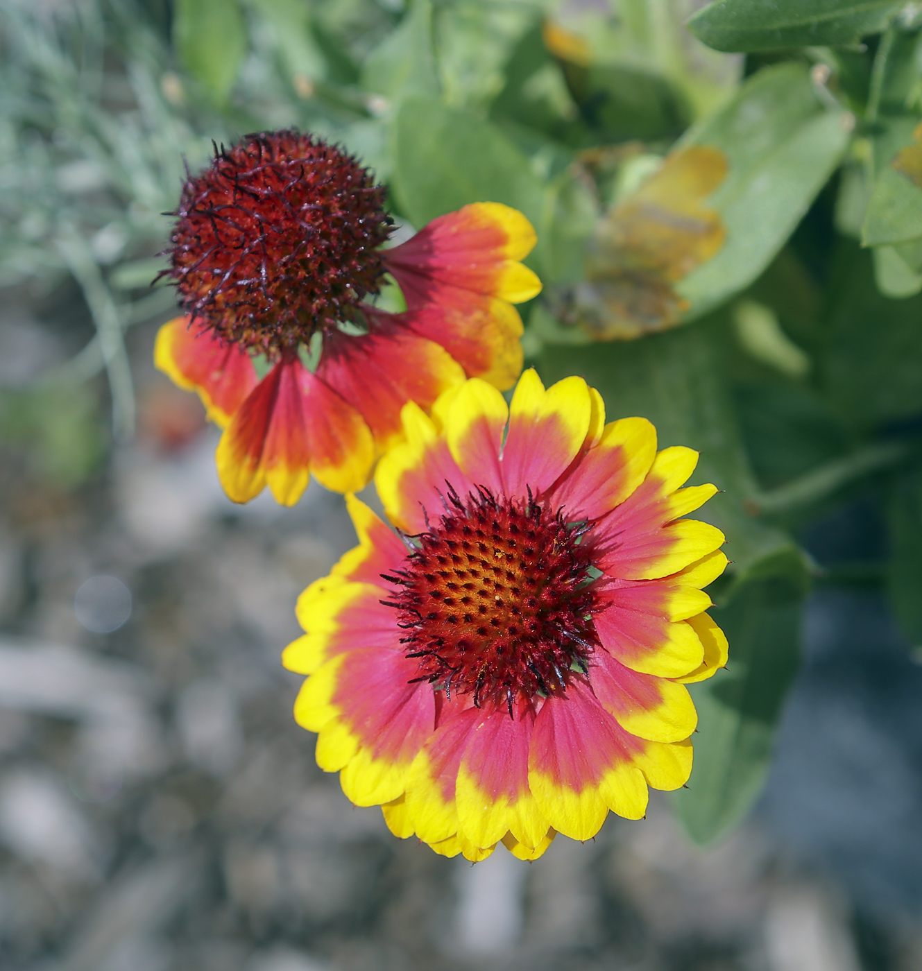 Изображение особи Gaillardia &times; grandiflora.