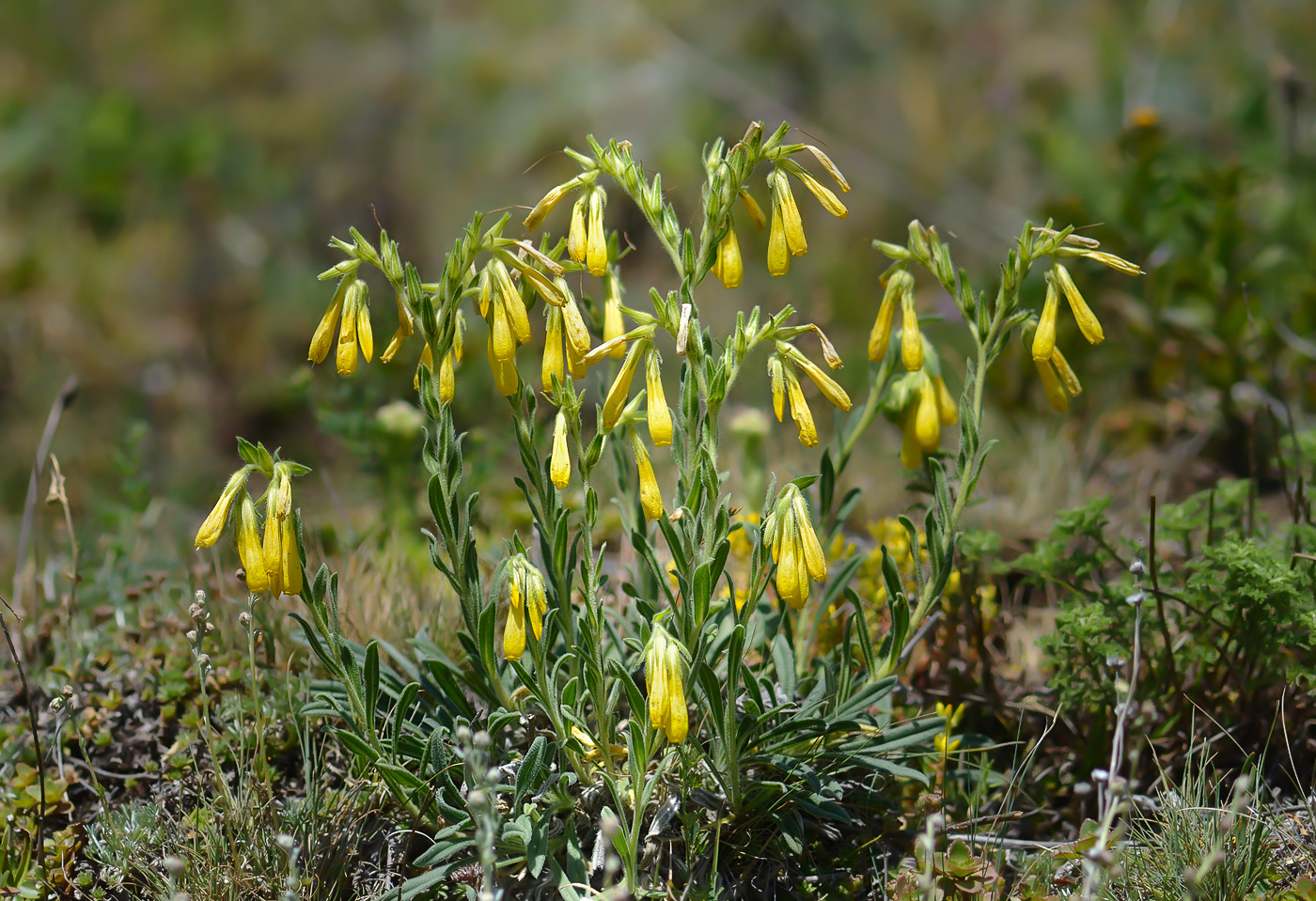 Изображение особи Onosma caucasica.