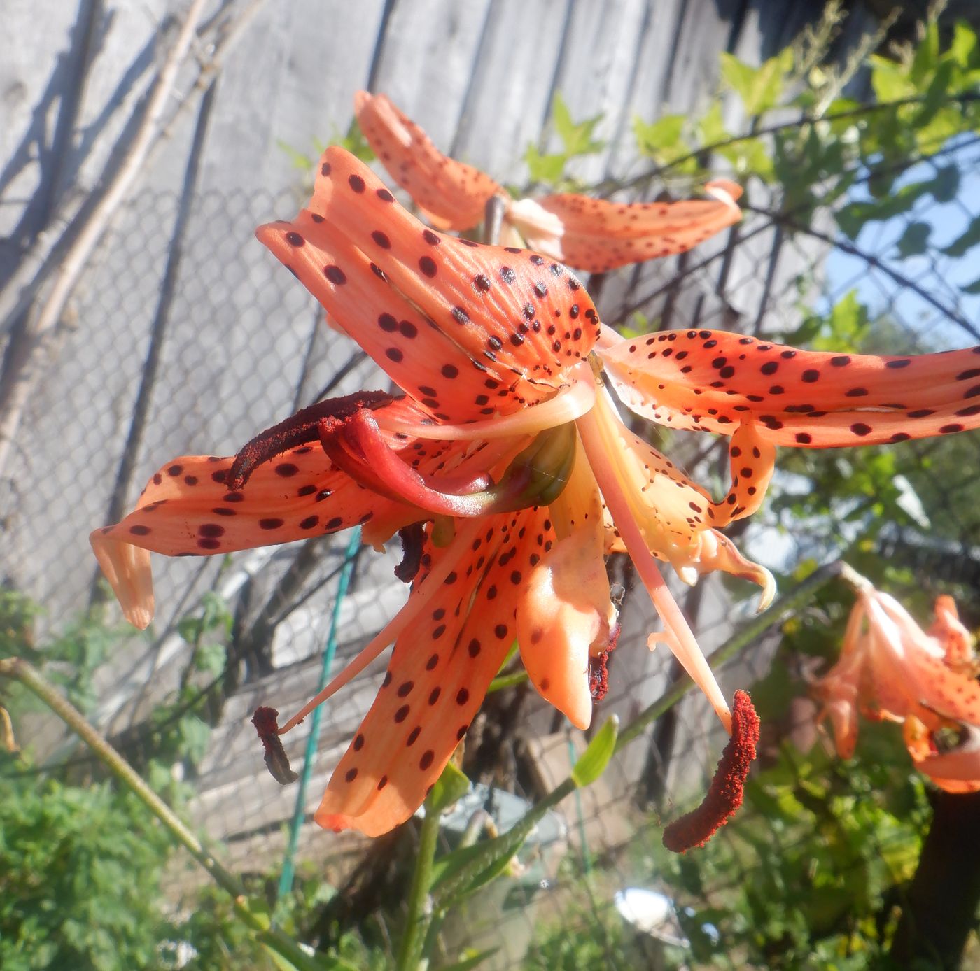 Изображение особи Lilium lancifolium.