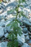 Artemisia vulgaris