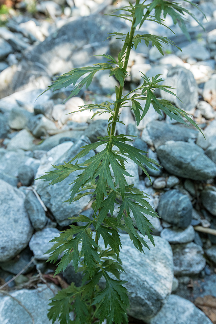 Изображение особи Artemisia vulgaris.