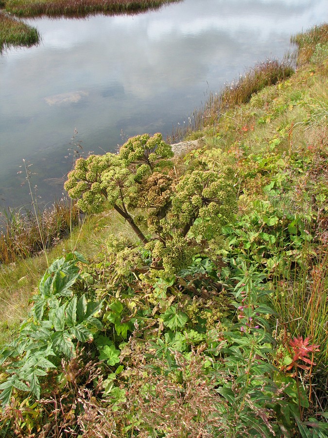 Изображение особи Archangelica officinalis.