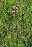 Phlomoides tuberosa. Цветущее растение в сообществе с Medicago falcata. Алтайский край, Алейский р-н, окр. г. Алейск, луг. 27.06.2021.