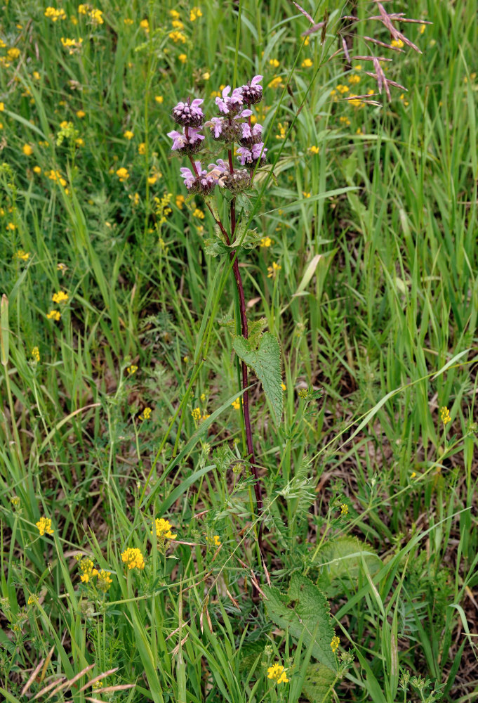 Image of Phlomoides tuberosa specimen.