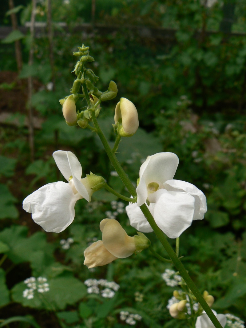 Изображение особи Phaseolus vulgaris.