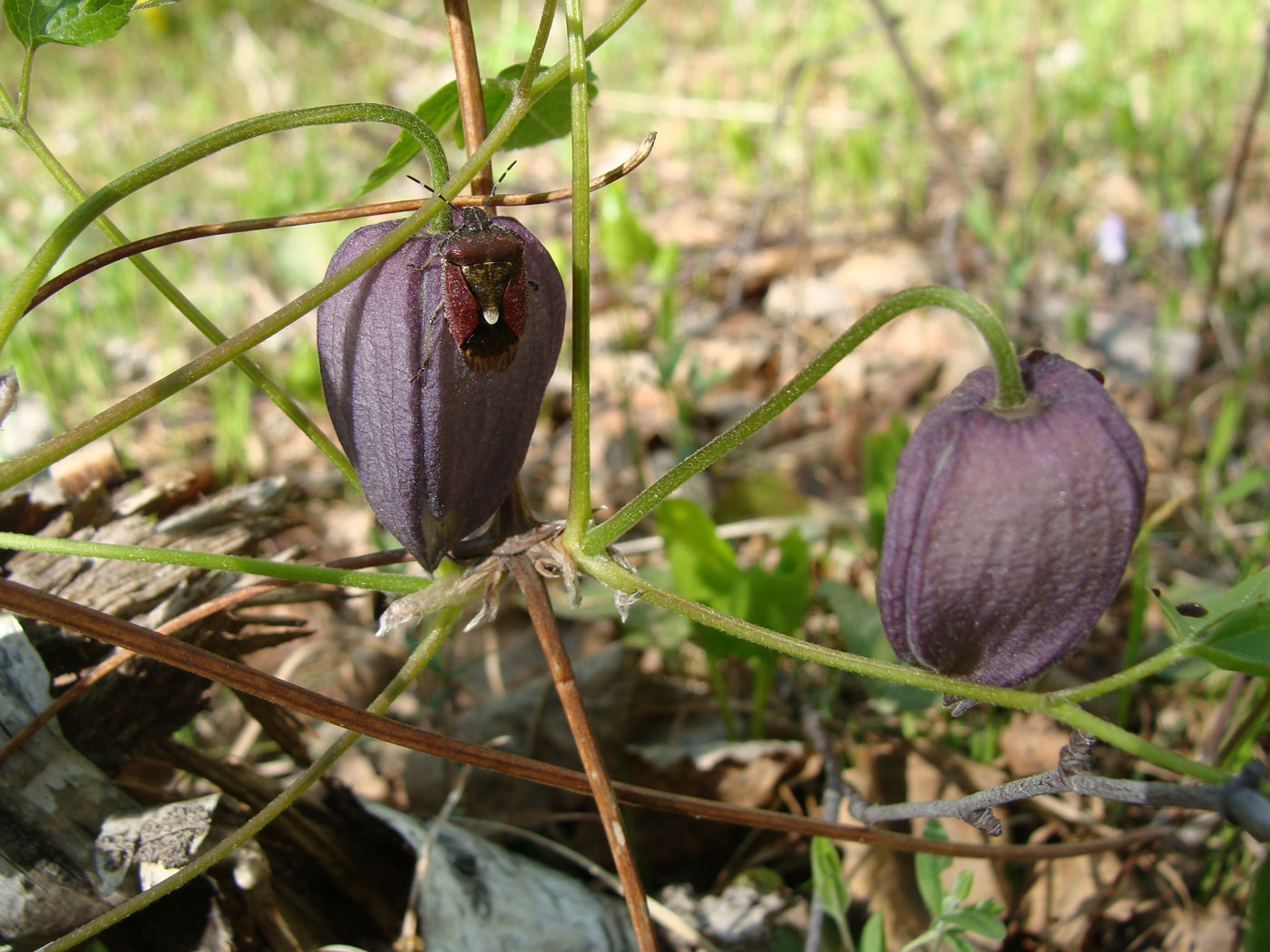 Изображение особи Atragene ochotensis.