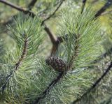 Pinus uncinata. Верхушка побега с незрелой шишкой. Москва, ГБС, Японский сад. 31.08.2021.