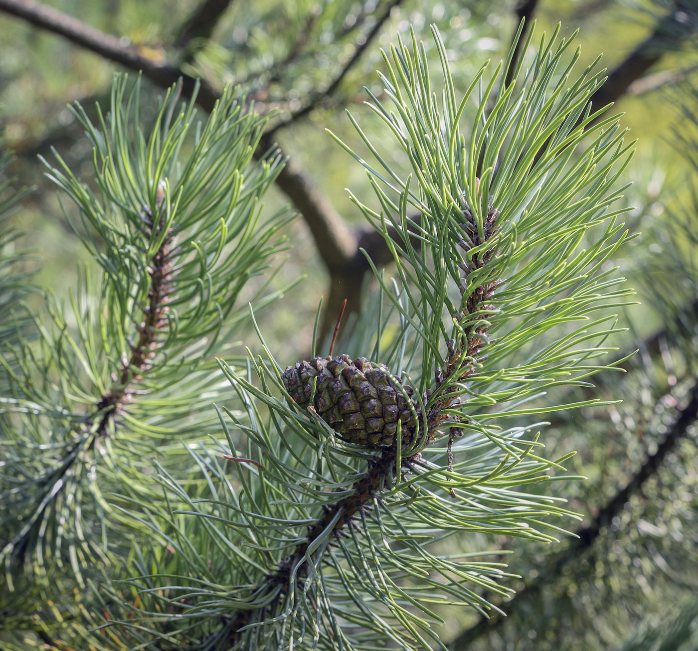 Image of Pinus uncinata specimen.
