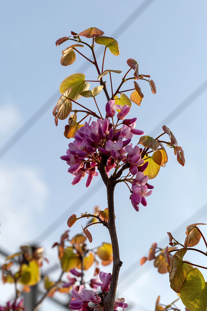 Image of Cercis siliquastrum specimen.