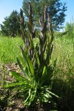 Turritis glabra