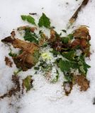 Primula vulgaris. Цветущее растение под свежевыпавшим снегом. Калужская обл., Малоярославецкий р-н, дер. Ерденево, в культуре. 27.03.2022.