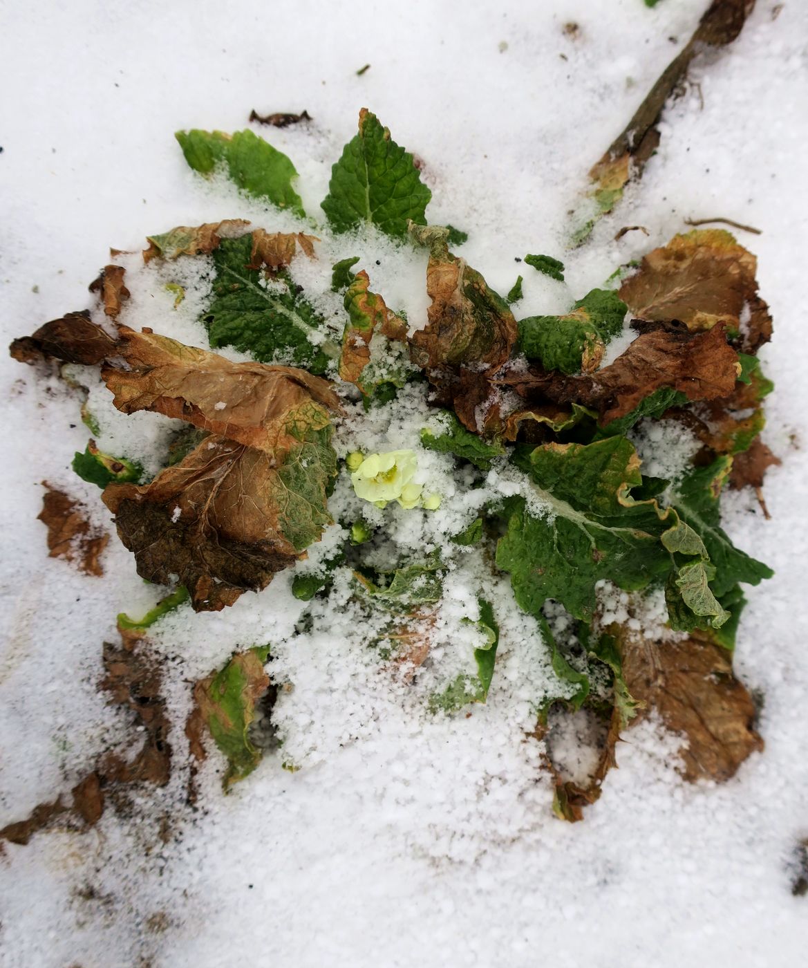 Image of Primula vulgaris specimen.