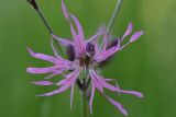 Coccyganthe flos-cuculi