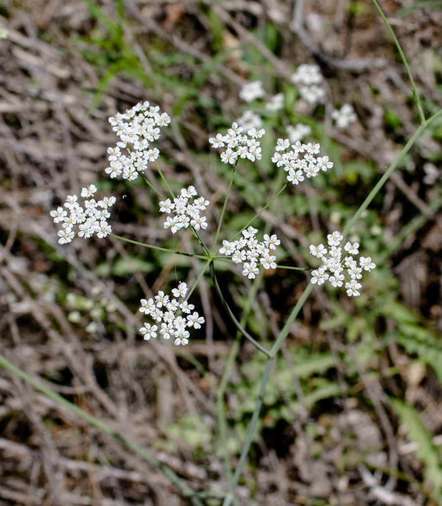 Изображение особи Pimpinella peregrina.