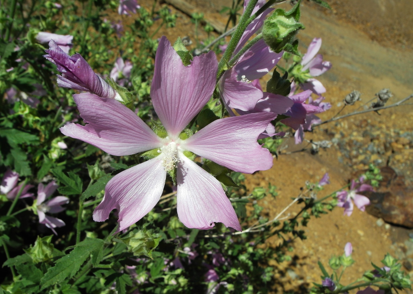 Image of Malva thuringiaca specimen.